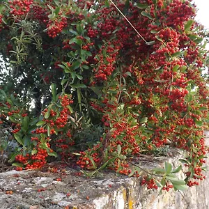 Solomia Italy